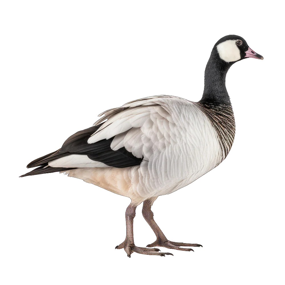 Tuotekuva 1