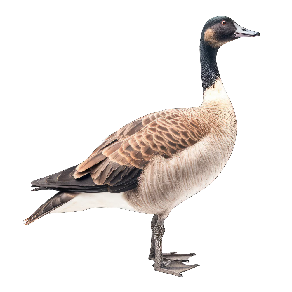 Tuotekuva 1