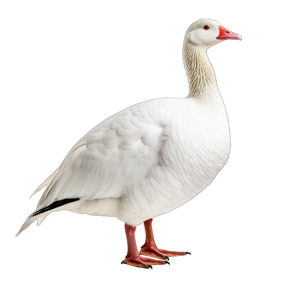 Tuotekuva 1