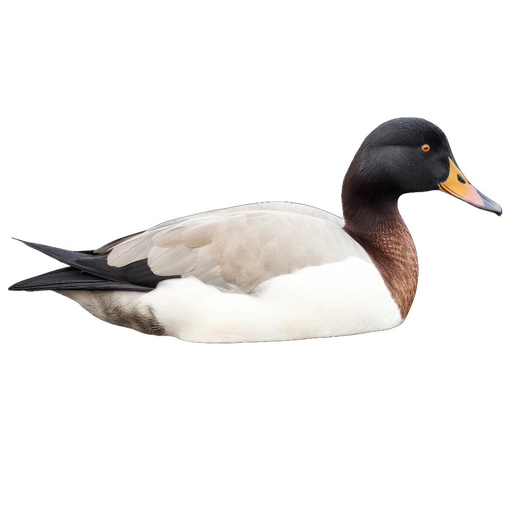 Tuotekuva 1