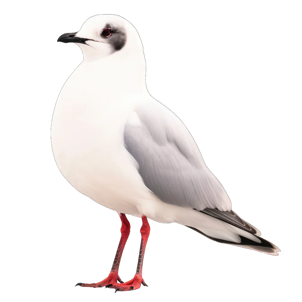 Tuotekuva 1