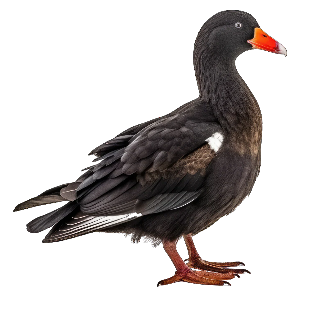 Tuotekuva 1